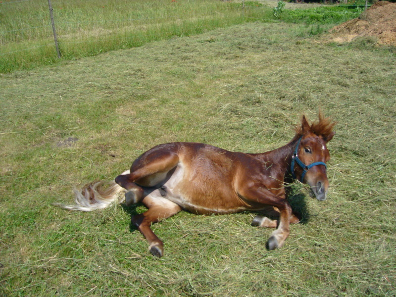 shetland pony.jpg