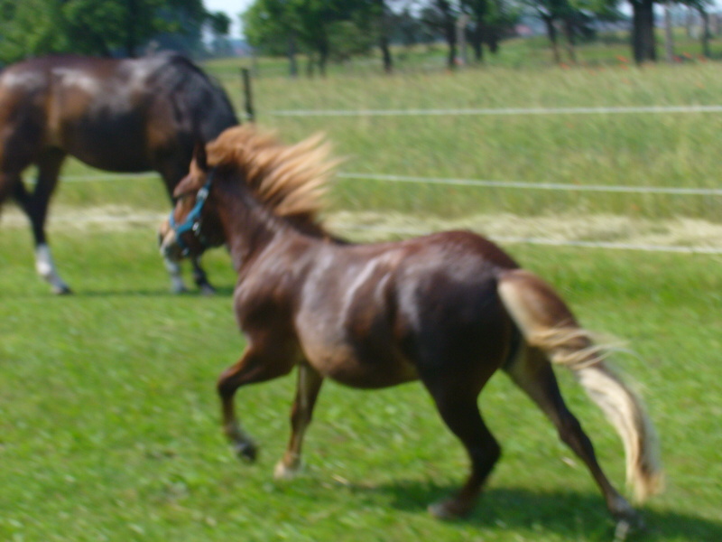 shetland pony2.jpg