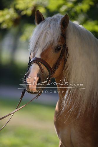 slawik Haflinger Stecher II29.JPG