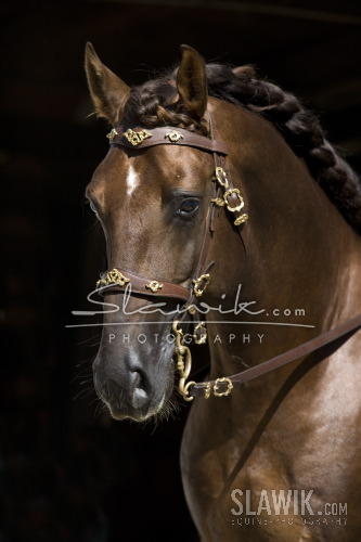 slawik Lusitano Viriato 113.JPG