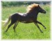 shetland pony4.jpg